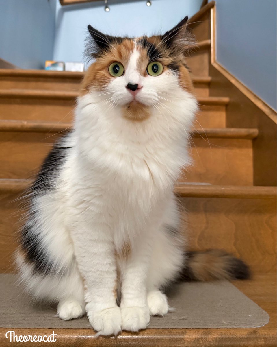 TheOreoCat's tweet photo. Good morning everypawdy,
Today I saw a squirrel stinking on my front lawn. I thought mooning me was rude! 
~ Olive 🫒 

#theoreocat https://t.co/06TrCiGBj8