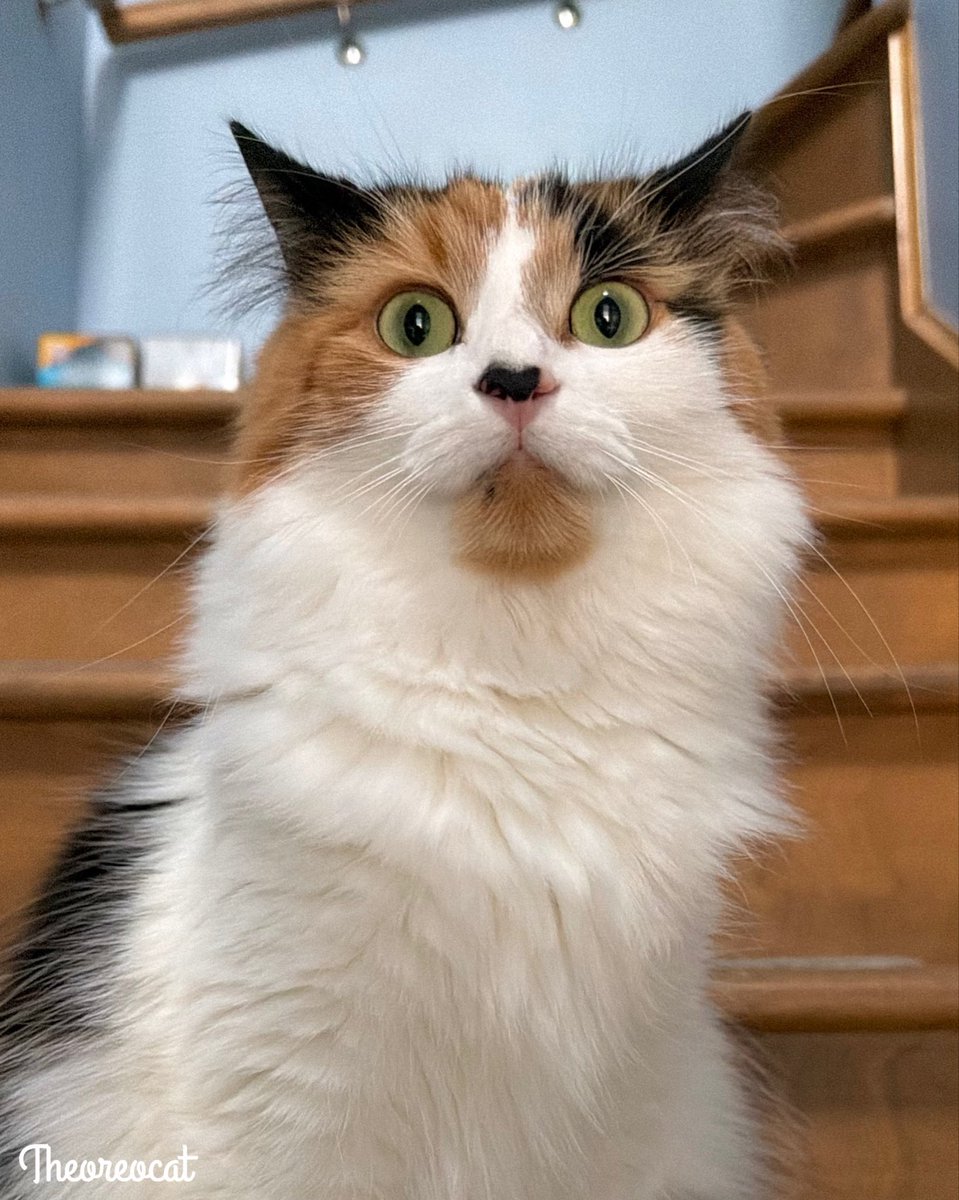 TheOreoCat's tweet photo. Good morning everypawdy,
Today I saw a squirrel stinking on my front lawn. I thought mooning me was rude! 
~ Olive 🫒 

#theoreocat https://t.co/06TrCiGBj8