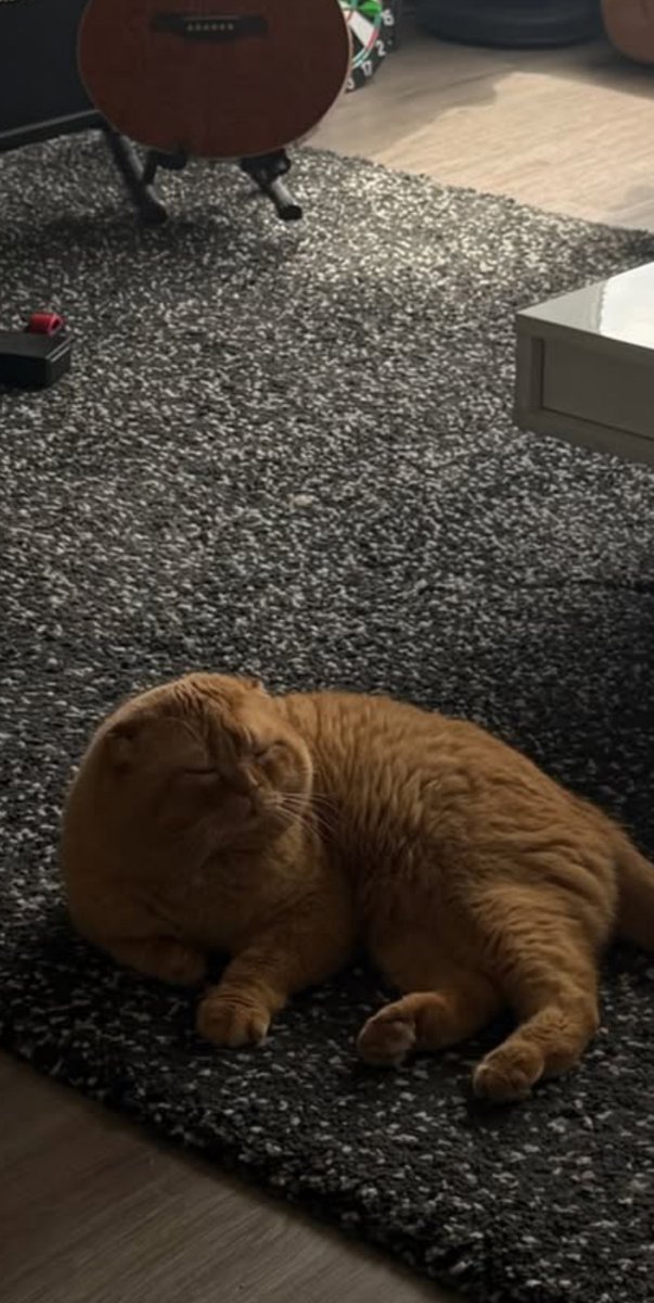 velour_4a's tweet photo. ayni kedi mi bu lutfen ayni olsun https://t.co/dFxY8SPvo0