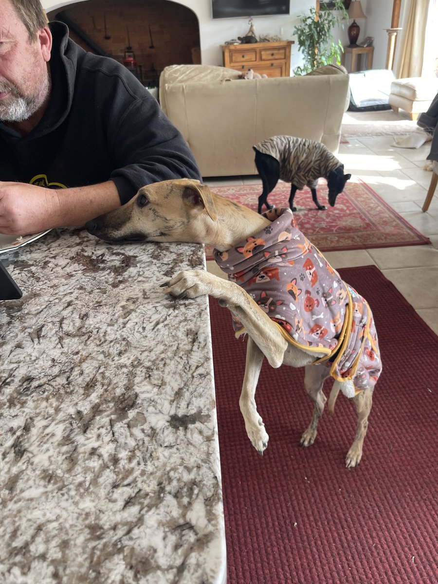 casalindi's tweet photo. Dante - Dadz I’m here … please.. pretty please .. can I have a bit of your sandwich 🙏🏻🙏🏻🙏🏻🥪🥪🥪🥪 https://t.co/MS95FTeKBT