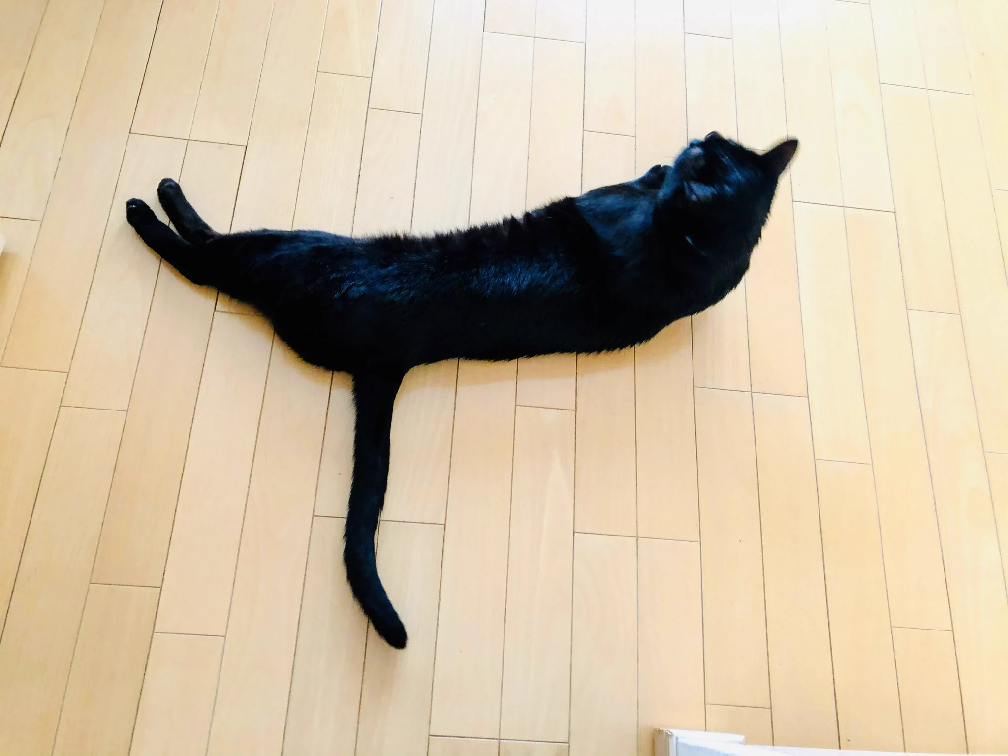 かずよん🐈‍⬛黒猫りゅう🌟10/24.25ラブリーにゃんフェスタ on X