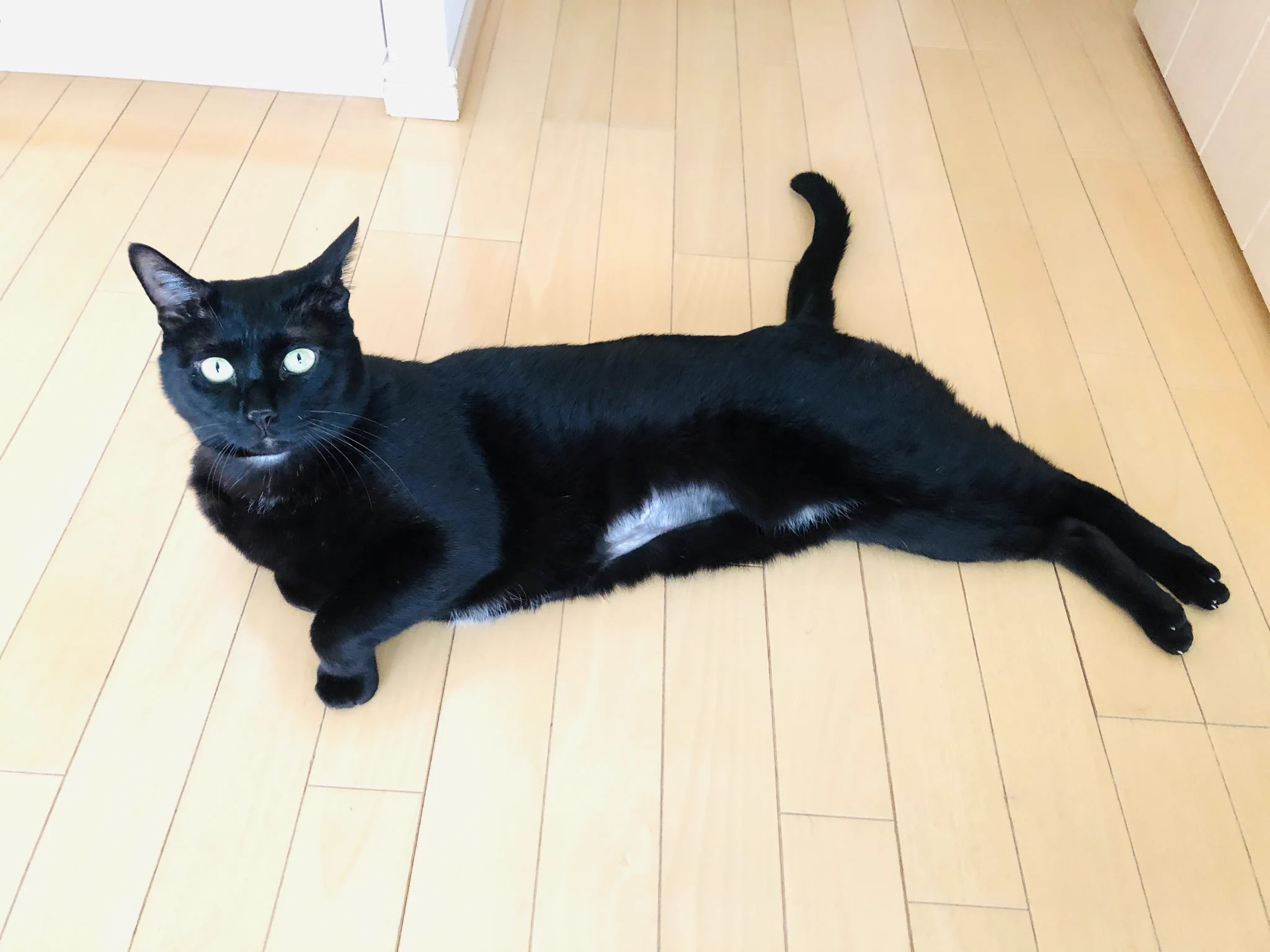 かずよん🐈‍⬛黒猫りゅう🌟10/24.25ラブリーにゃんフェスタ on X