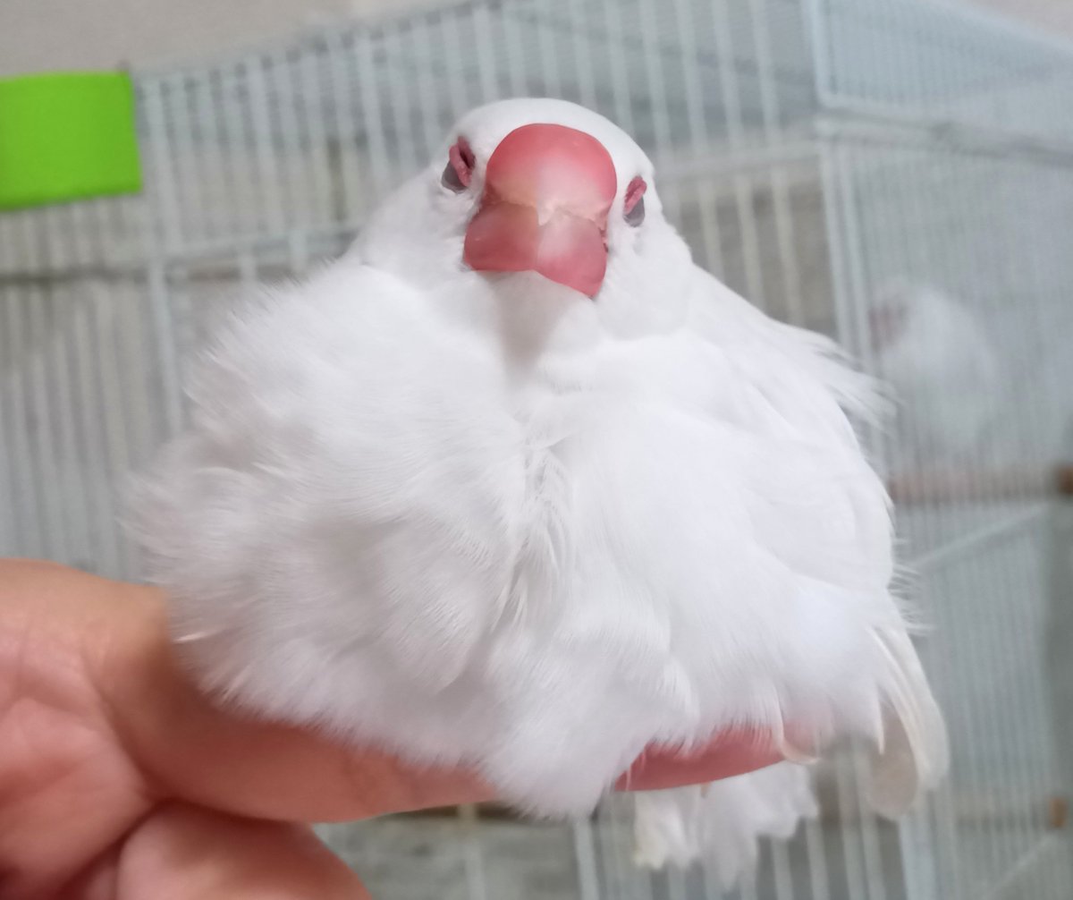 kotorisan427's tweet photo. 文鳥が膨らむ季節になってきましたねぇ～ https://t.co/lqIWl2U2Mk