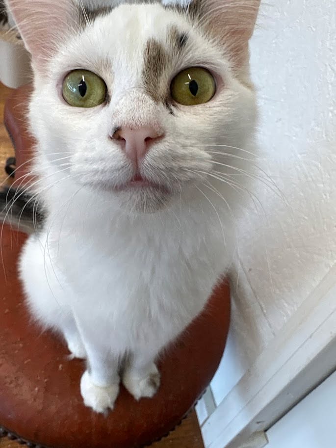 MeWowCatCafe's tweet photo. Hi! Welcome! Wanna' play? I'm so excited to see you! π»π½β€
#mewowcatcafe #catcafe #cat #kittylove #catlovers #happiness https://t.co/B0YFP8kHU8