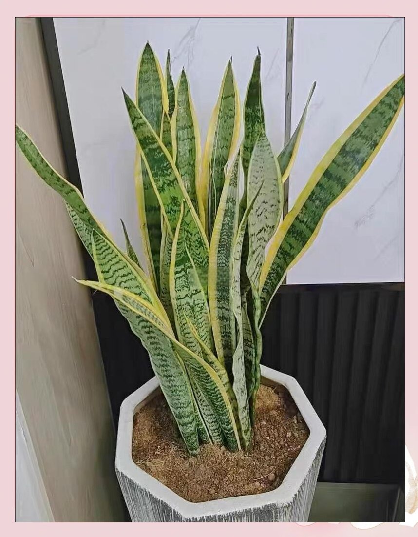 IslaDyllonbvng's tweet photo. Tu sanseviera (planta de la suerte) solo necesita agua 1 vez cada 2 semanas, ama la luz indirecta y no requiere cuidados complicados. Perfecta para principiantes! https://t.co/xQHFdOihzM