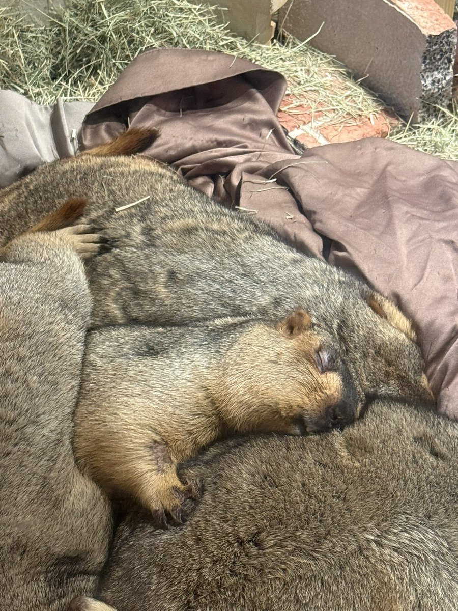 sakichi_0322's tweet photo. なんてかわいい寝顔💤🥖
安心して眠れる場所がこれからも
変わらず続きますように🫶

#マモテラス
#エピ https://t.co/ZwlcFHV2gP