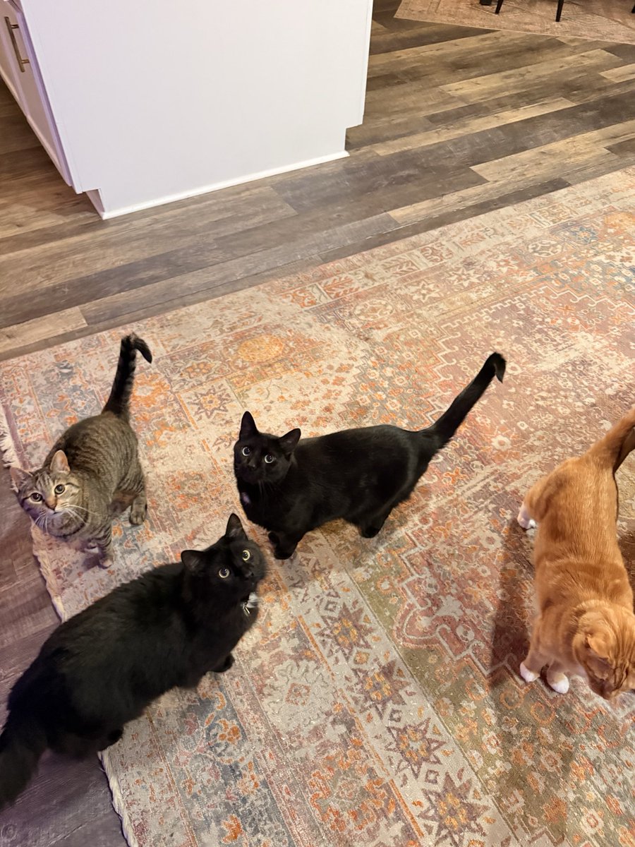 allyourproblems's tweet photo. petsitting for friends who have an espresso machine and four of the sweetest cats to ever cat https://t.co/LIiwwRnTx1