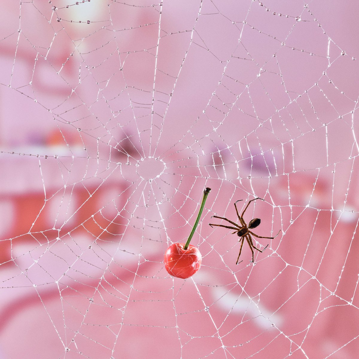 AimyongStaff's tweet photo. DIGITAL SINGLE
「さながらロンリー」

10月12日(月)配信リリース決定🕸️
https://t.co/9RztGF7h1p

#あいみょん 
#さながらロンリー 
#もうパパ！😡 https://t.co/yP9Ij7C0aR