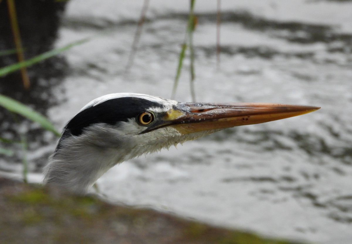 dBwarro's tweet photo. Peeking Heron https://t.co/wdSle5R0jo