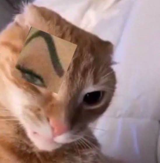 gzadddr's tweet photo. @haestack Reminds me of this cat https://t.co/dfeWRecUeq