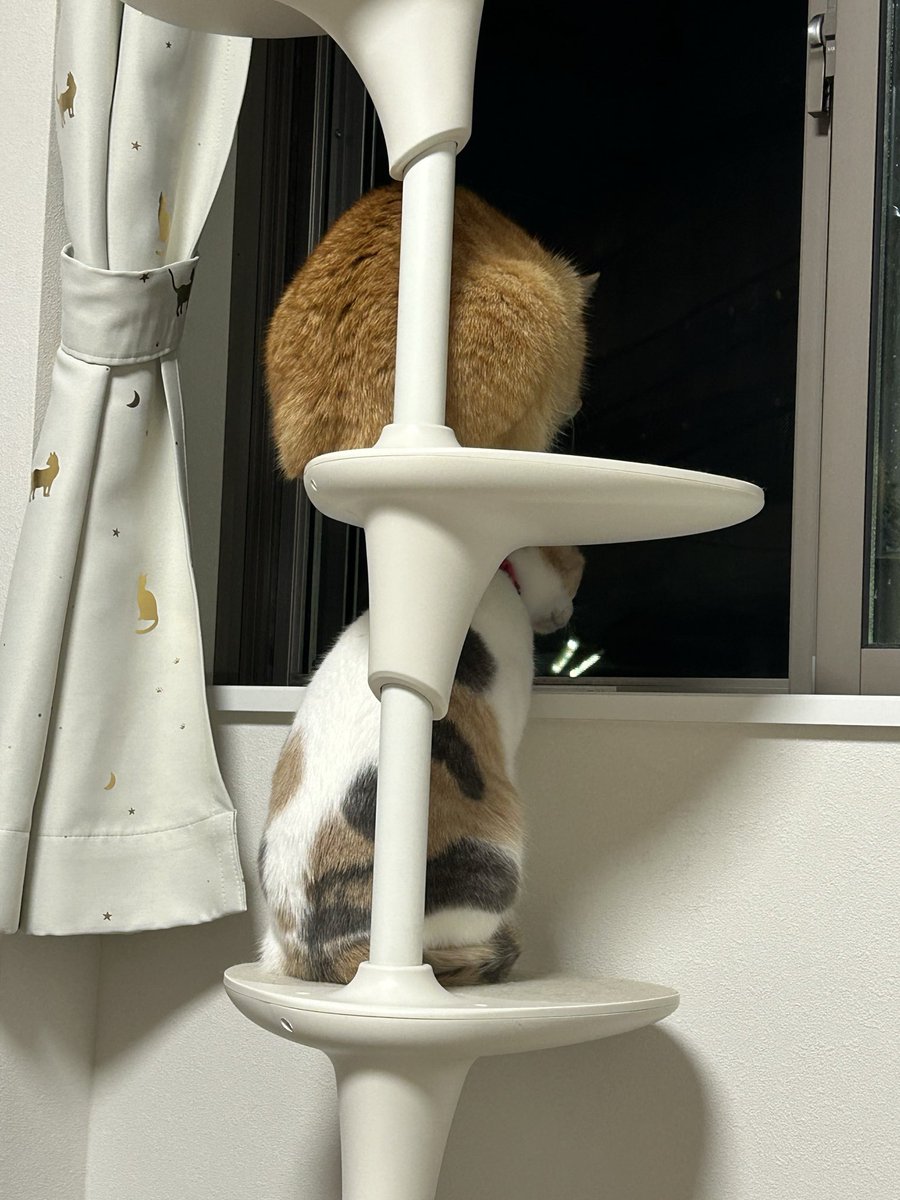 3nyansdiary's tweet photo. 夜もお外に夢中のガールズ😸😽と見向きもしないマイペース僕ちん😼 https://t.co/KTkkyGiiyi