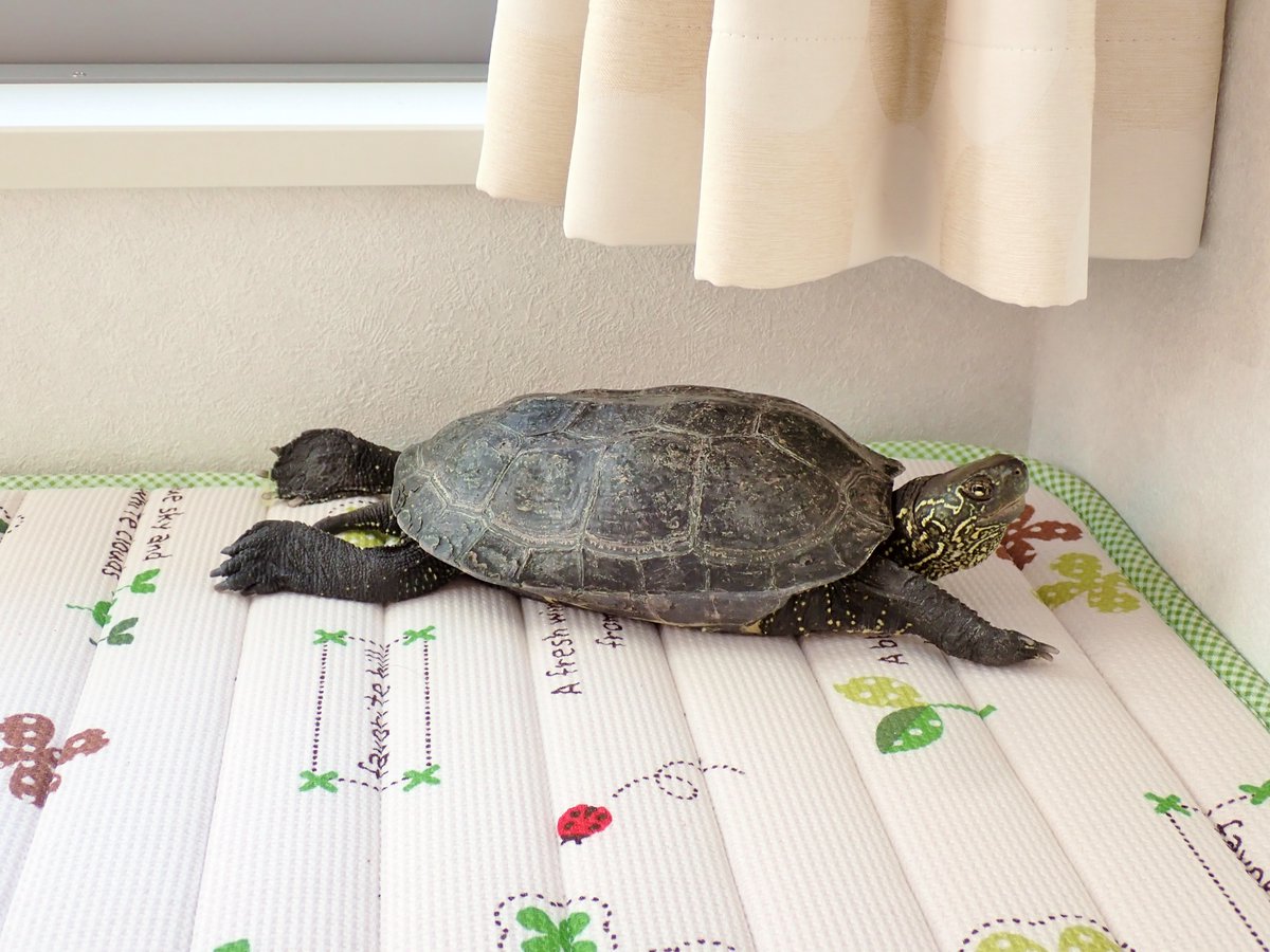 hisakaeru's tweet photo. @piennekomint 爬虫類足りてますか～！「楽」担当でお願いします🐢🎶 https://t.co/RVgmERZ871