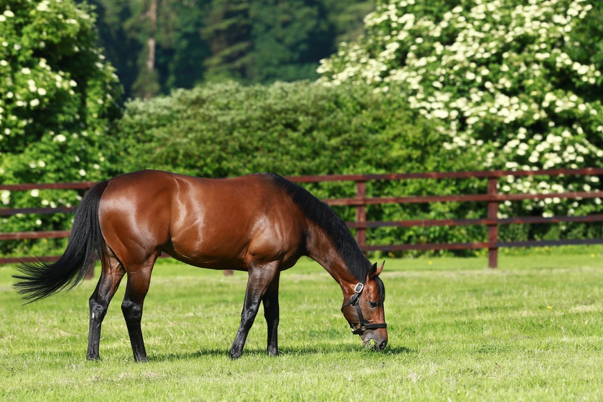 bloodstocknews's tweet photo. 🤩🤩 The first colt for 48 years to retain the Arc, DARYZ by SEA THE STARS (pictured) of @AgaKhanStuds wins the Gr.1 Prix de l'Arc de Triomphe at Longchamp for owner-breeder @AgaKhanStuds and trainer @GraffardRacing #readallaboutit https://t.co/L71fn0TBMz