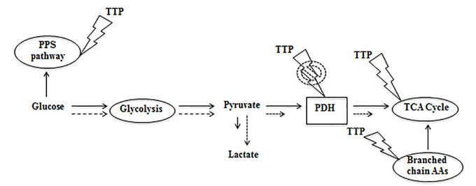 Helios_Movement's tweet photo. This is why inadequate thiamine intake and thus TPP shifts the body toward anaerobic metabolism even in the presence of oxygen (a form of “pseudo-hypoxia”).  

Pyruvate from glycolysis cannot efficiently enter the mitochondria as acetyl-CoA → it accumulates and is reduced to lactate via lactate dehydrogenase (LDH), consuming NADH and regenerating NAD⁺ for glycolysis to continue.  

This leads to: 
-Lactic acidosis (elevated blood/tissue lactate, lowered pH) contributing to symptoms like fatigue, nausea, exercise intolerance, tachypnea, and in extreme cases, cardiovascular disease.  

*Just remember that in the absence of thiamine, glucose metabolism is shunted towards the production of lactate.

-Reduced ATP production.  
These energy deficits hit hardest in high-demand tissues such as: 

-Brain (almost exclusively glucose-dependent under normal conditions; vulnerable to encephalopathy, confusion, ataxia as in Wernicke’s). 
-Heart (cardiomyopathy, high-output heart failure in wet beriberi). 
-Nerves (peripheral neuropathy, demyelination, impaired conduction in dry beriberi).