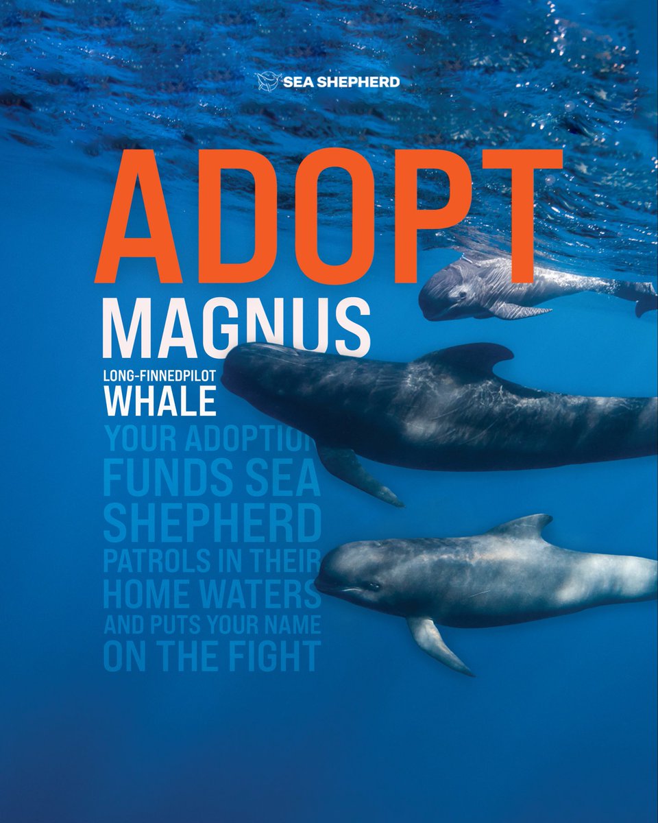 SeaShepherdSSCS's tweet photo. You can’t bring them home, but you can help defend theirs.

When you symbolically adopt an animal through Sea Shepherd, you support our work to defend marine wildlife and the habitats they depend on. Your adoption helps keep our ships at sea and our crews in the field, patrolling critical habitats and removing illegal fishing gear.

Choose an animal and personalize an adoption certificate for yourself or someone you love. Available digitally or by mail, it’s a meaningful gift for an ocean lover, and a way to support the fight to keep marine wildlife wild and free. LINK IN BIO 

Adopt today at:
https://t.co/ieNQxtQQ0h
