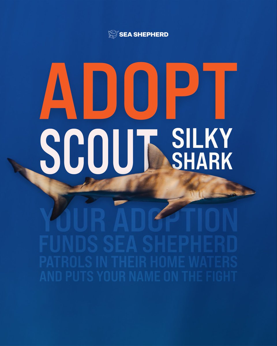 SeaShepherdSSCS's tweet photo. You can’t bring them home, but you can help defend theirs.

When you symbolically adopt an animal through Sea Shepherd, you support our work to defend marine wildlife and the habitats they depend on. Your adoption helps keep our ships at sea and our crews in the field, patrolling critical habitats and removing illegal fishing gear.

Choose an animal and personalize an adoption certificate for yourself or someone you love. Available digitally or by mail, it’s a meaningful gift for an ocean lover, and a way to support the fight to keep marine wildlife wild and free. LINK IN BIO 

Adopt today at:
https://t.co/ieNQxtQQ0h