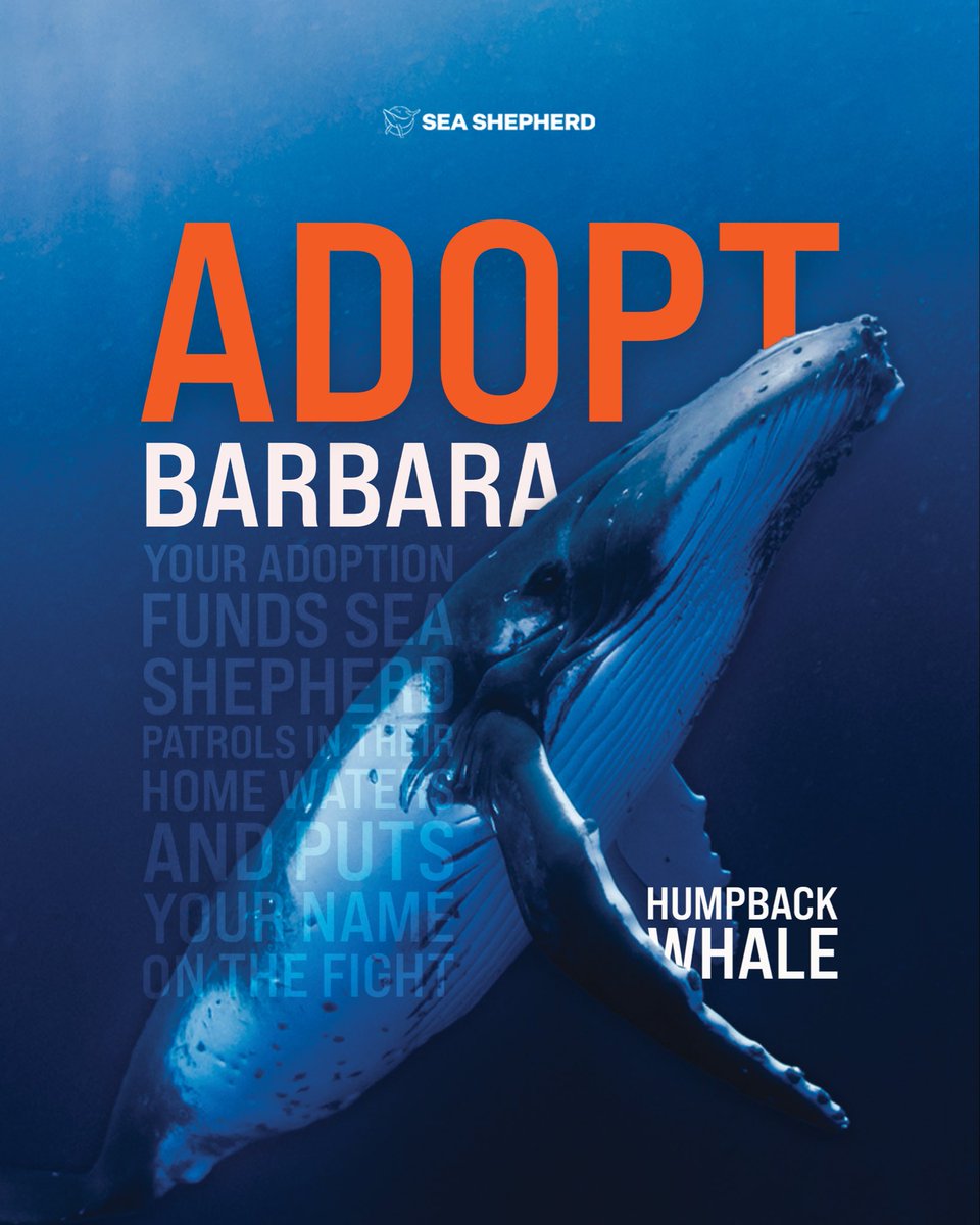 SeaShepherdSSCS's tweet photo. You can’t bring them home, but you can help defend theirs.

When you symbolically adopt an animal through Sea Shepherd, you support our work to defend marine wildlife and the habitats they depend on. Your adoption helps keep our ships at sea and our crews in the field, patrolling critical habitats and removing illegal fishing gear.

Choose an animal and personalize an adoption certificate for yourself or someone you love. Available digitally or by mail, it’s a meaningful gift for an ocean lover, and a way to support the fight to keep marine wildlife wild and free. LINK IN BIO 

Adopt today at:
https://t.co/ieNQxtQQ0h