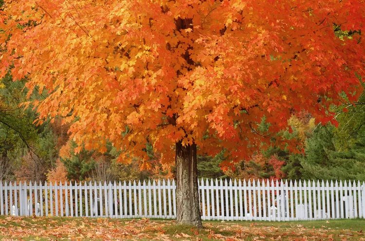 _DisneyAtHeart's tweet photo. "I’m so glad I live in a world where there are Octobers. It would be terrible if we just skipped from September to November, wouldn't it?" - Anne Shirley, Anne of Green Gables
#Quote #AnneOfGreenGables #QuoteOfTheWeek #October
https://t.co/XUGk1sLCrH https://t.co/agOlPhIVVw