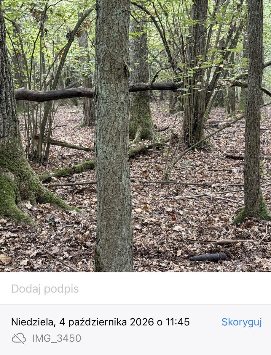 dwolosiuk's tweet photo. Brawo służby!

W ubiegłym roku w październiku na spacerze w Kampinosie tuż pod Warszawą znalazłem 

NIEWYBUCH

Od razu zgłosiłem na telefon alarmowy 112
Wysłałem lokalizację 

Dziś po roku!!! widzę, że niewybuch leży sobie nie naruszony w najlepsze tuż przy ścieżce (po której chodzą ludzie). 

Brawo służby!

@Sluzby_w_akcji 
@PolskaPolicja