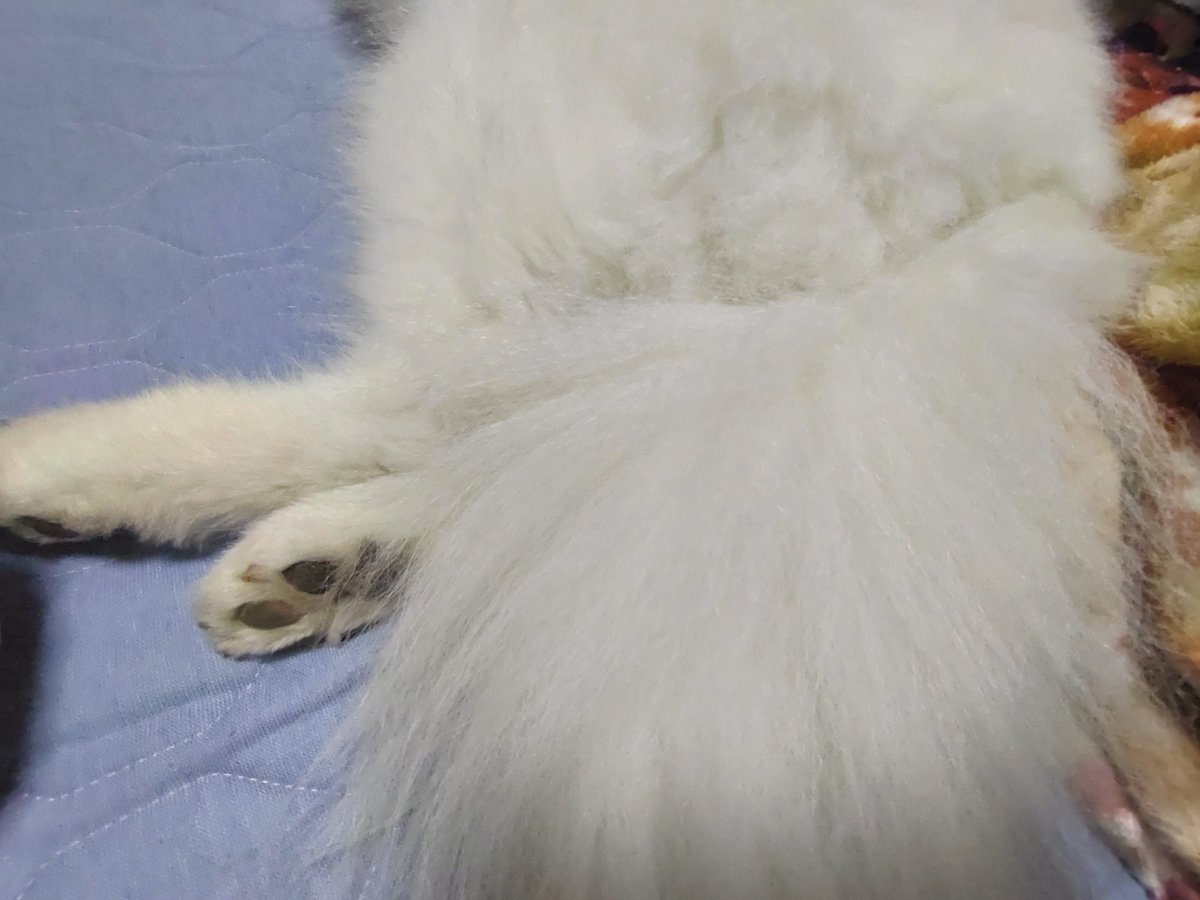 smsmsrkdm's tweet photo. 電気暗めにして床に転がってたらいきなり視界がﾎﾞﾊｯて白くなったwwwwww

イッヌの尻尾でしたね、ええ、ケツも近かったです。サモケツに潰されかけた😂 https://t.co/nddM3jokYE
