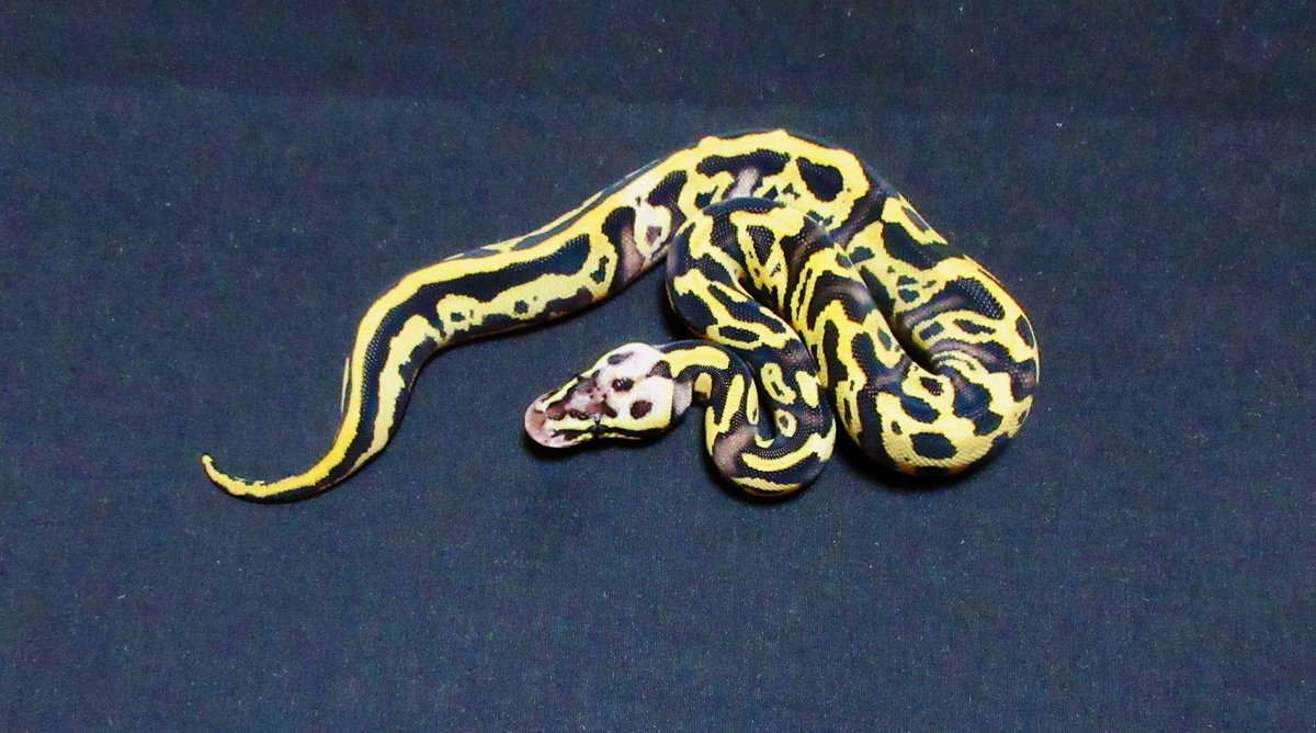 UmbrellaPython tweet picture