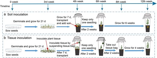 JPlantEcol's tweet photo. Research has found that the #invasiveplant #Ageratinaadenophora can selectively recruit microbial communities from local plant microbiomes to enhance its growth.
#microbialinoculation | #microbialcommunityassembly | #phylogeneticrelatedness
https://t.co/P6CJioZC8T https://t.co/EOYBE6NuMT