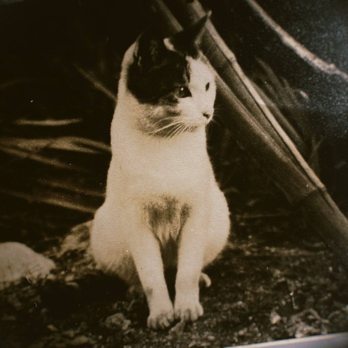 pympess's tweet photo. ごみばこに捨てられてた古写真のねこちゃんひろいあげてきてしまったやつを今日みたいな湿気の日にくるくるになっちゃってるのを一生懸命くるくるシワのばして暗い部屋で小さなランプの下でぢっと眺め揃えられた前脚みて新鮮に泣く(怖 https://t.co/3IxmSdSS0c