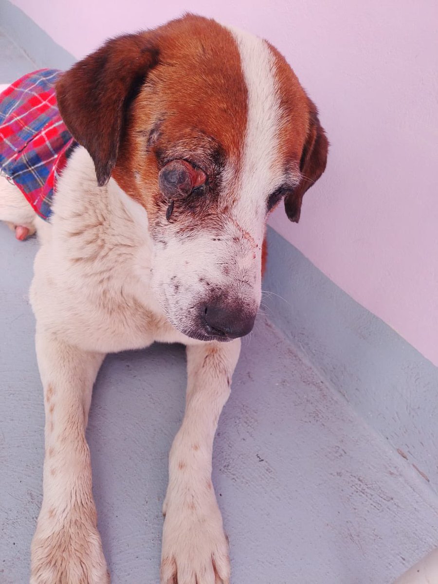 HELA_MORE's tweet photo. ¿Sabes lo que es la resiliencia? 🥹❤️

Mira a un perrito que vivió en las calles, que conoció el abandono y los malos tratos, y que después de ser rescatado vuelve a confiar en las personas.
Ver cómo recupera su alegría, cómo vuelve a jugar y cómo esa luz regresa a su mirada, a pesar de todo lo que sufrió.
Sobrevivir a todo lo que le hicieron los humanos y aún así decidir volver a creer en nosotros. Para mí, no existe mayor acto de resiliencia. 🐾❤