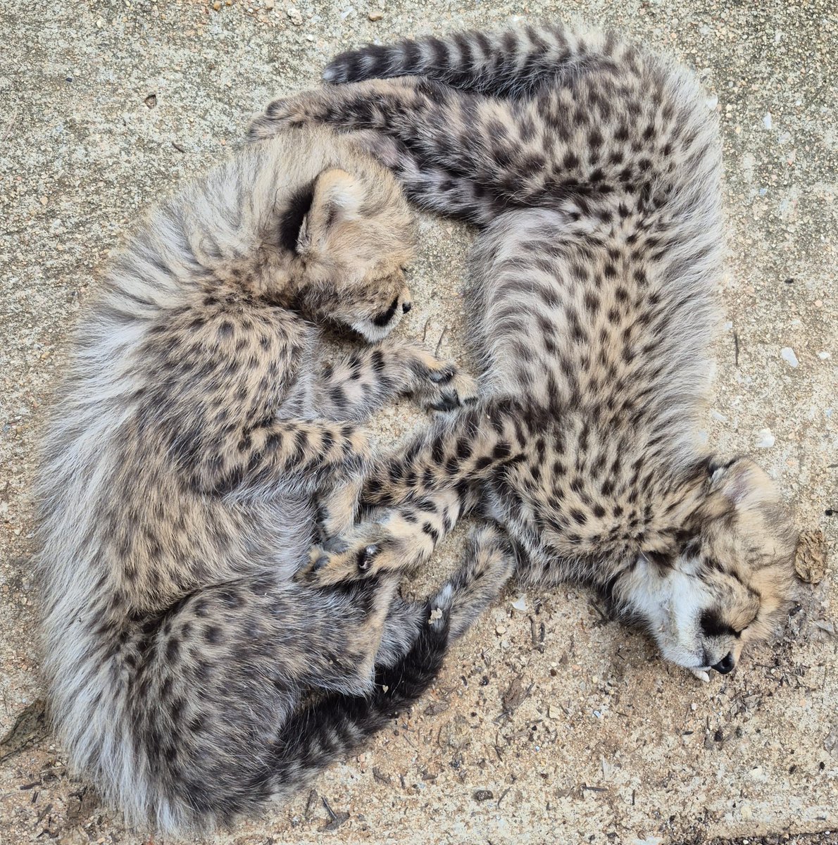 CCFCheetah's tweet photo. Have you entered our Pets Saving Cheetahs calendar #contest? 🐾Submit a photo of your #pet for a chance to win a spot in our 2027 calendar, plus awesome prizes from meowbox and fahlo! All of the entries and votes support #cheetah #conservation!

➡️This weekend, a $25 donation gets your 50 votes for your favorite pet! 💫

🐈Enter your pet – or vote for your favorite at:
🔗https://t.co/x70sgENdM4