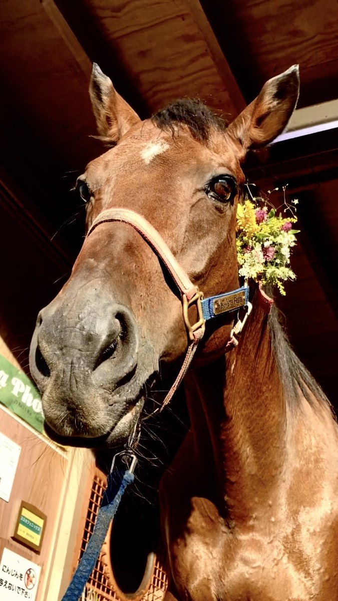 mican63814172's tweet photo. 🥝ʕ•ᴥ•ʔレース おつかれさま‼️
　　挑戦した勇者たちに 花束を💐🏇🏇
#ナカヤマフェスタ #タバさんテラさんお疲れ様でした✨ #凱旋門賞🇫🇷 #気をつけてお帰りください🙏 https://t.co/Uv7AnOpEUc