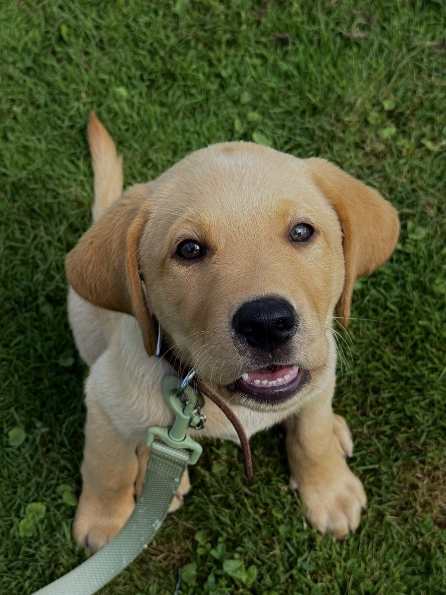 livinwithollie's tweet photo. Meet Ollie!💚 Our 3 month old Yellow Labrador Retriever. Follow along to watch him grow🌱 https://t.co/UzTOhmwAeY