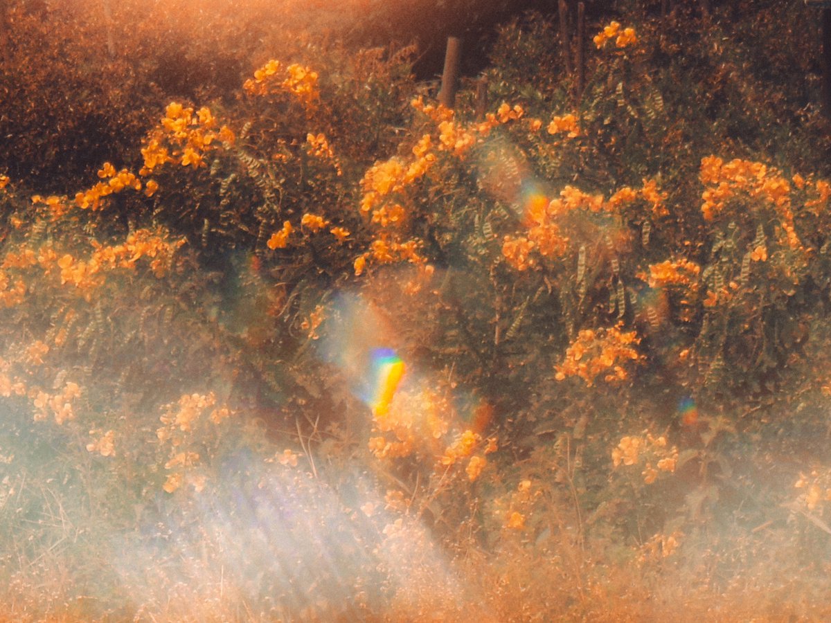 arthextic's tweet photo. scent of autumn https://t.co/KtY5Wq1oKD