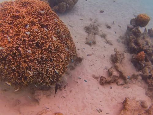 BaSnorkel's tweet photo. We loved out #Moorea #island #tour by #boat . Our guide was #singing , showed us to open #coconuts and brought us to fantastic #swim and #snorkel spots with #stingrays and #sharks among #colorful #corals and #fish . https://t.co/l3V7UiaDTb https://t.co/aMsilhh1rM