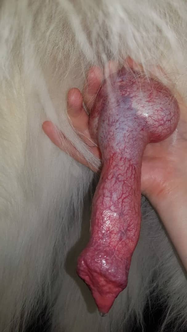 carbonnaooxide's tweet photo. When he gets me wet 💦
Click to see in private 🎥
👇
https://t.co/Gij7kdRjy1

#zoophillia #zoosarevalid #beastiality #dogknot #zooprideisvalid #zoophile #antizoo #antizoophile #zoopride #zoophilepride
#Bestiality #carter
#Beastmode #BeastBeat
#beastiality #KiVi16F #KiVi16F #OTD https://t.co/YTjKYzACmL