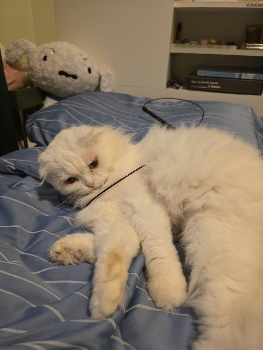 awwwfluffy's tweet photo. ชีจบโรงเรียนเดียวกะจุ๊ดอะ เล่นไม้ตกแมวพันตัวเอง เอาออกไม่ได้กุนอนแม่ง รอแม่มาช่วย https://t.co/Vqg6qMY598