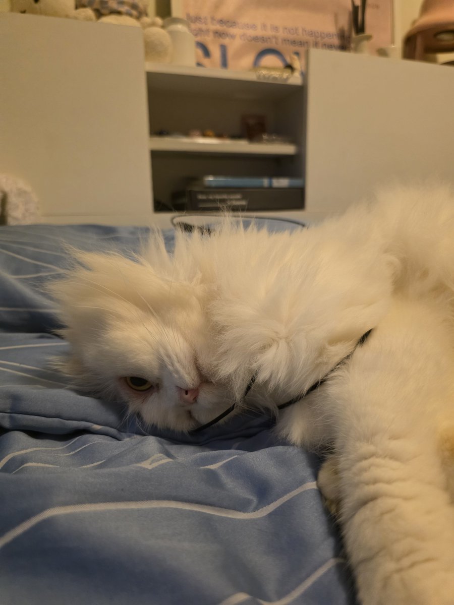 awwwfluffy's tweet photo. ชีจบโรงเรียนเดียวกะจุ๊ดอะ เล่นไม้ตกแมวพันตัวเอง เอาออกไม่ได้กุนอนแม่ง รอแม่มาช่วย https://t.co/Vqg6qMY598