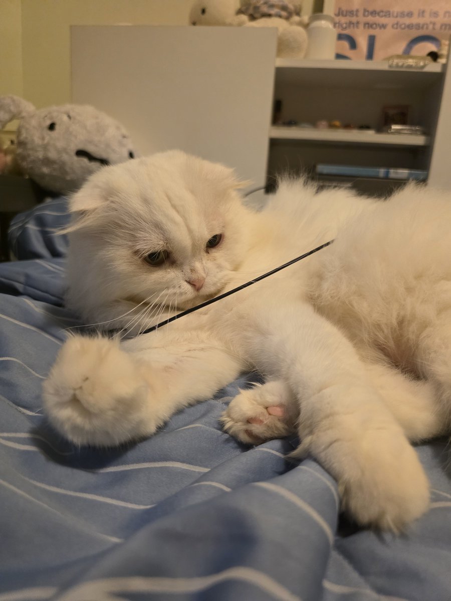 awwwfluffy's tweet photo. ชีจบโรงเรียนเดียวกะจุ๊ดอะ เล่นไม้ตกแมวพันตัวเอง เอาออกไม่ได้กุนอนแม่ง รอแม่มาช่วย https://t.co/Vqg6qMY598