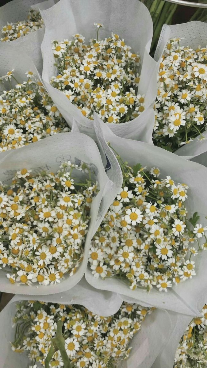 dreamyflowerrs's tweet photo. daisies https://t.co/FcWkkPKNkz