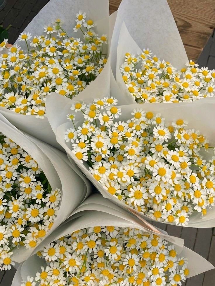 dreamyflowerrs's tweet photo. daisies https://t.co/FcWkkPKNkz