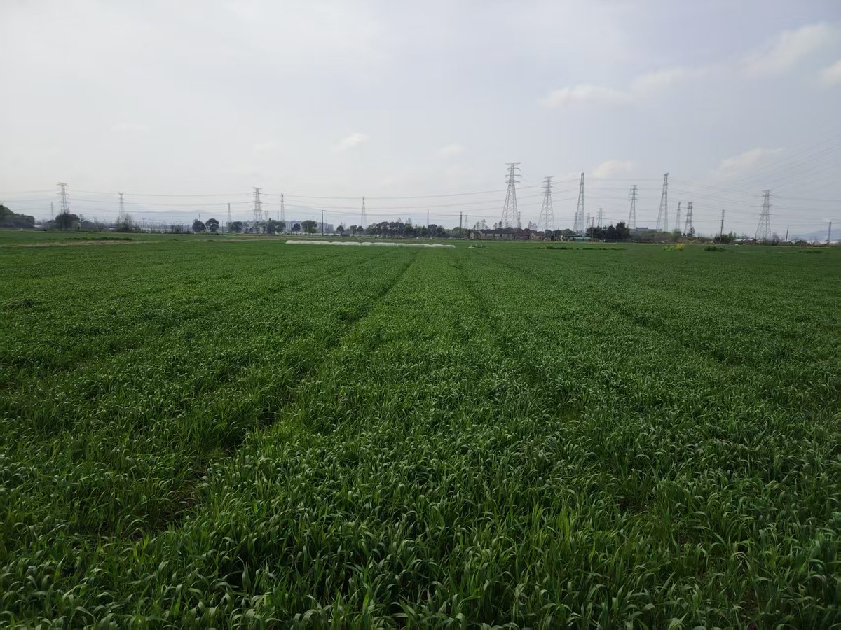 TessaDavisbhnb's tweet photo. [Solución de infusión YuncunDao] 支持作物活力提升，助力种植户收获优质产量！ https://t.co/BQ6y7ZpW7L