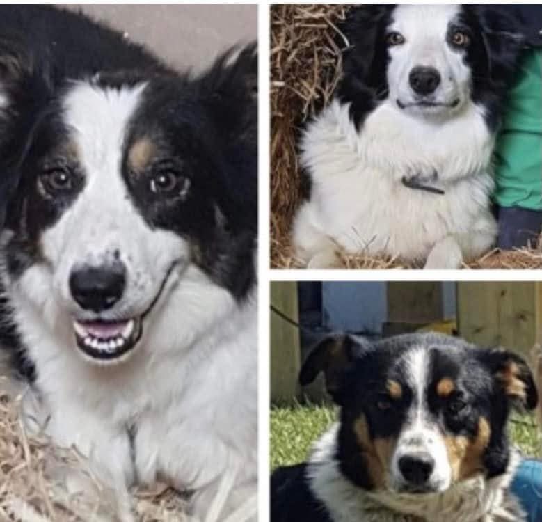 rosiedoc666's tweet photo. #StolenDogHour
THREE COLLIES / #Sheepdogs STOLEN ๐ด๓ ง๓ ข๓ ท๓ ฌ๓ ณ๓ ฟ
NEL
DEL
CAS
Vanished from family farm 30/12/21
Bodedern #Holyhead
Heartbreaking ๐ https://t.co/sAyvYZlJHb