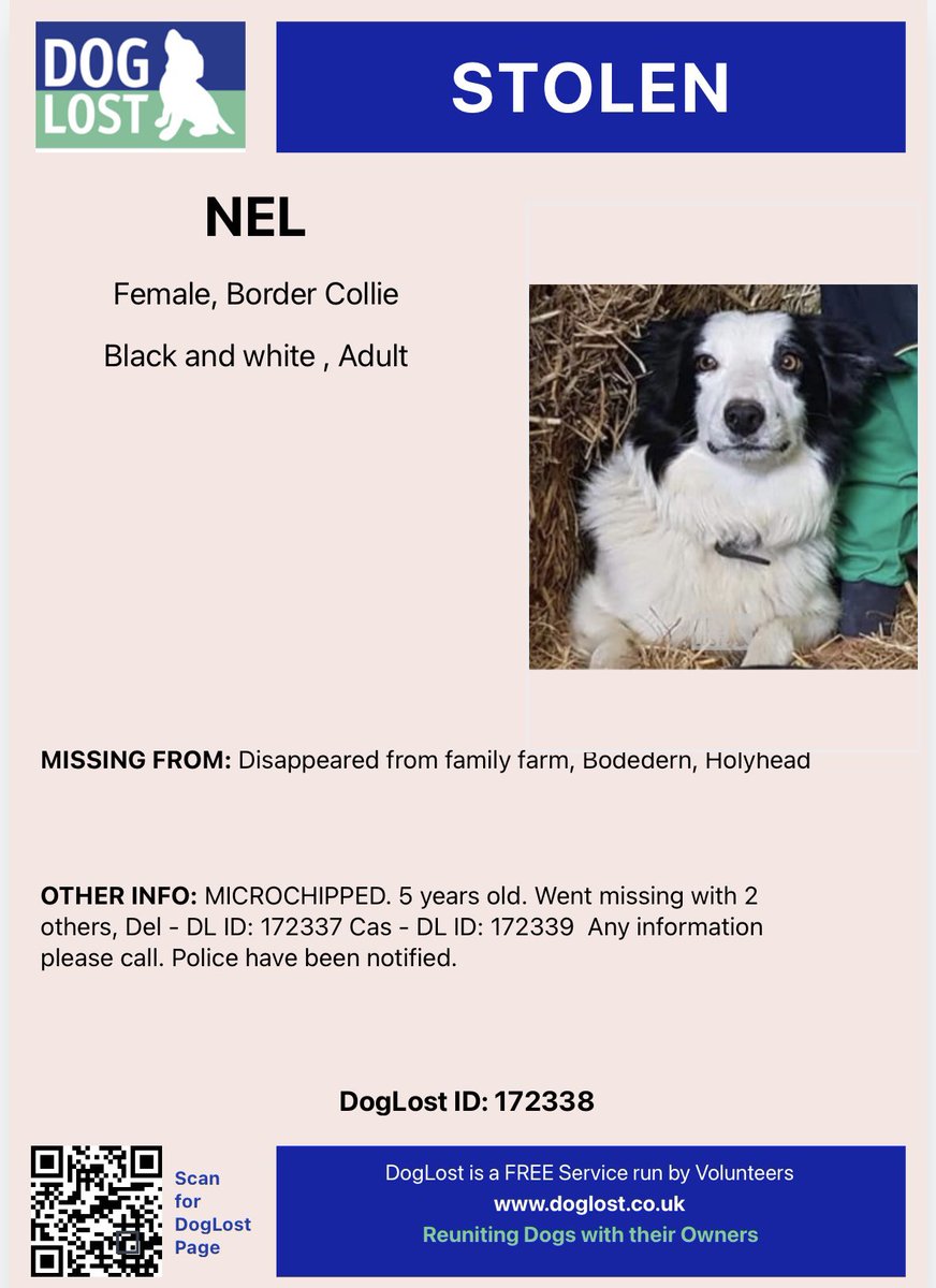 rosiedoc666's tweet photo. #StolenDogHour
THREE COLLIES / #Sheepdogs STOLEN ๐ด๓ ง๓ ข๓ ท๓ ฌ๓ ณ๓ ฟ
NEL
DEL
CAS
Vanished from family farm 30/12/21
Bodedern #Holyhead
Heartbreaking ๐ https://t.co/sAyvYZlJHb