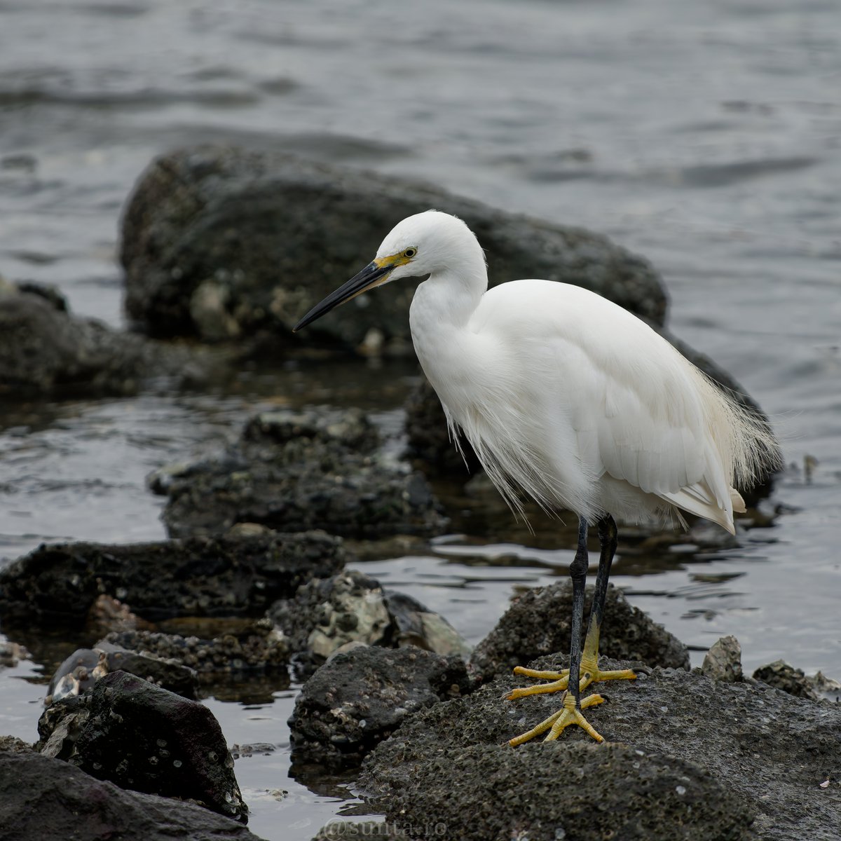 RoSunta's tweet photo. おつ鳥様です
浅瀬で餌取りをするコサギです🪶
#コサギ
#SonyAlpha
#SonyGMaster https://t.co/sWG0PnwZi2