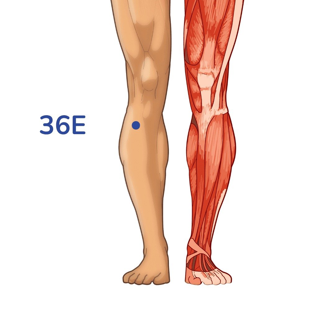 karimanesr's tweet photo. El punto Zusanli (E36) es uno de los más poderosos del cuerpo por su impacto en la energía vital (Qi), la inmunidad y la longevidad.

Se encuentra en la parte externa de la pierna, cuatro dedos por debajo del borde inferior de la rótula y un dedo del borde anterior de la tibia, en el meridiano del Estómago (ST), que transforma los alimentos en fuerza vital.

Fortalece el Qi y la sangre para equilibrar todo el organismo y aumentar la vitalidad.

Mejora la digestión y absorción de nutrientes, regulando el sistema digestivo.

Potencia las defensas naturales, reduce estrés, fatiga y ansiedad, y promueve la longevidad.

Puede masajearlo suavemente con el pulgar en círculos durante minutos diarios, usar acupuntura con profesional o moxibustión con artemisa en épocas frías.

Practíquelo por la mañana para elevar energía, inmunidad y claridad mental.