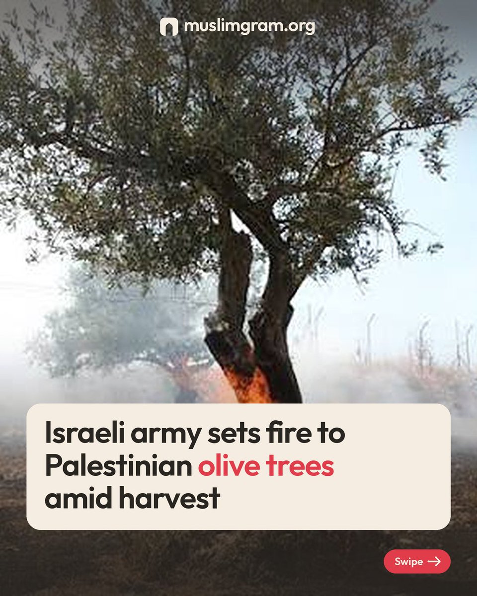 MuslimGram's tweet photo. Israeli army sets fire to Palestinian olive trees amid harvest. 🫒🔥

Swipe to see the groves burning.

May Allah protect the people of Palestine, their land and their homes, and grant them patience and relief. Ameen. https://t.co/zutBRrIejo