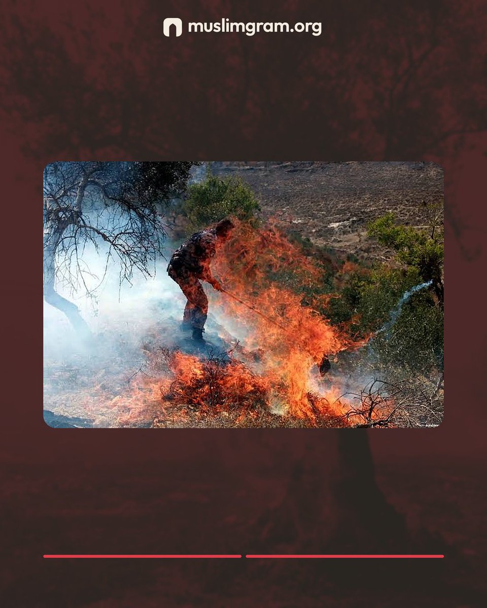 MuslimGram's tweet photo. Israeli army sets fire to Palestinian olive trees amid harvest. 🫒🔥

Swipe to see the groves burning.

May Allah protect the people of Palestine, their land and their homes, and grant them patience and relief. Ameen. https://t.co/zutBRrIejo