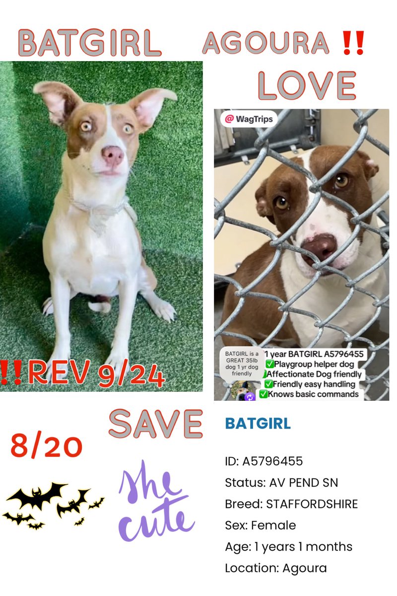 SarahjaneGille1's tweet photo. 10/4 BATGIRL TRANSFERRED to @AgouraAnimals great shelter from @AnimaLancaster All dogs still need help even with a revised date ‼️
📢NEW A VIDEO WATCH from previous shelter ⬇️
https://t.co/KwHtEW2gpv…
~ BATGIRL 🆔 #A5706457 Female 1yrs #Staffordshire
#REPOST 🟰 #SAVED 💯 VITAL
She needs views looks likes seen noticed attention trending so they can trend hopefully get adopted saved rescued or fostered
Contact
29525 Agoura Road
Agoura Hills, CA 91301
(818) 991-0071
agoura@animalcare.lacounty.gov
@mapleveewesem @SabaMekaZeus @MarjonQ17isBACK @LilaFlw @SueGillmeister @RLA_1976 @Rachian14148371
#savebatgirl #adoptbatgirl #adoptbatgirlagouraanimals #adoptbatgirlagiurashelter #adoptbatgirlagouracalifornia #adoptbatgirlstaffie #adoptbatgirlstaffordshire #adoptbatgirlstaffordshireagouranimals #adoptbatgirlstaffordshireagourashelter #staffordshireagourashelter #agourashelterstaffordshire