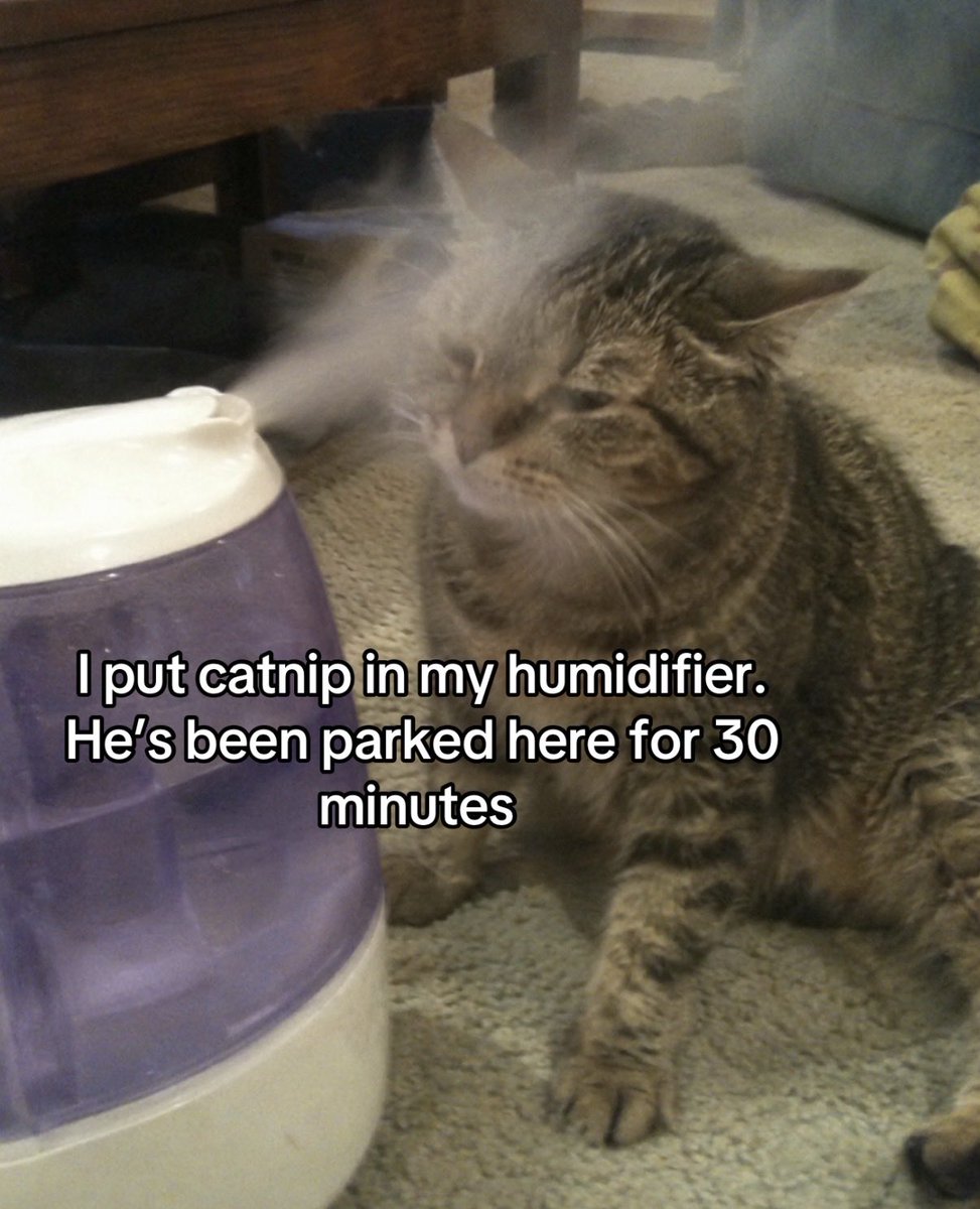 hardcatmemes's tweet photo. https://t.co/YQP2SdqrIt
