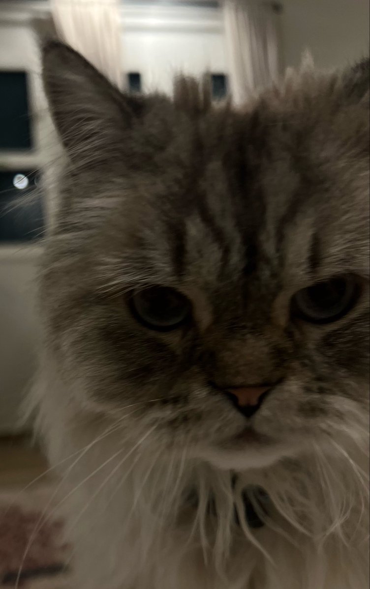 najx2ii's tweet photo. الأخلاق وسط بسبب عدم إقفال احتياجي من قُبلات هذا المساء 🙄🤍🐈 https://t.co/S7ONb0l35v