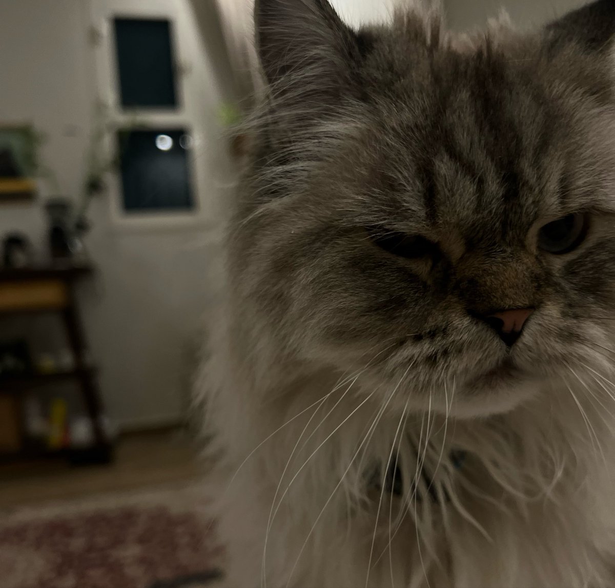 najx2ii's tweet photo. الأخلاق وسط بسبب عدم إقفال احتياجي من قُبلات هذا المساء 🙄🤍🐈 https://t.co/S7ONb0l35v